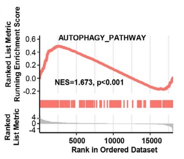 the association between TRAF2 and the activation of autophagy pathway.jpg